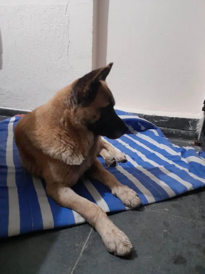 Cachorro ra a Pastor belga idade 3 anos nome Pastor