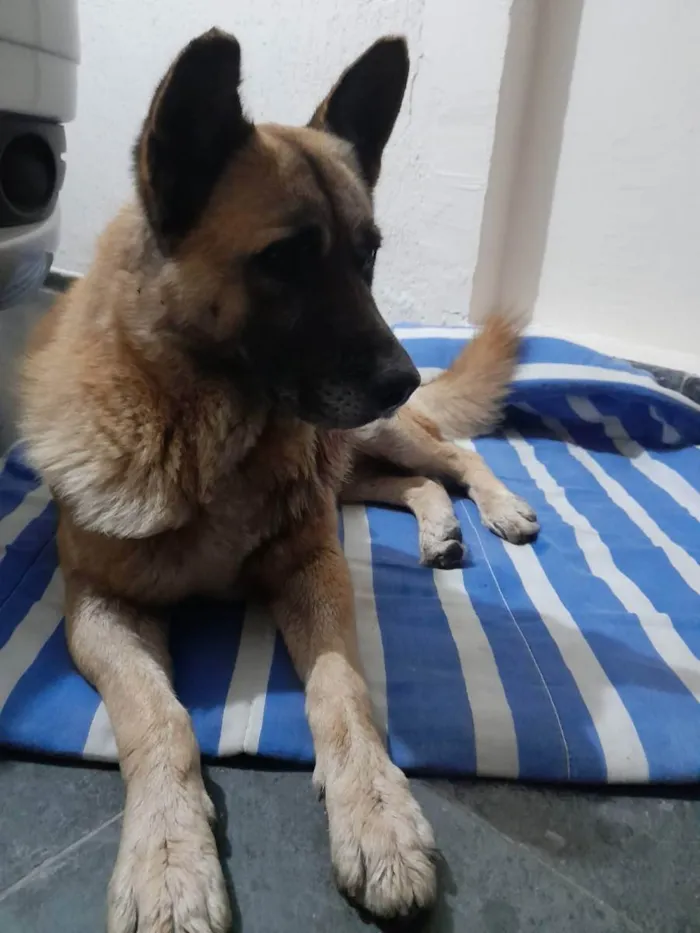 Cachorro ra a Pastor belga idade 3 anos nome Pastor
