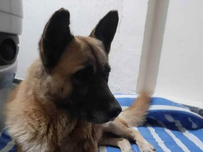 Cachorro ra a Pastor belga idade 3 anos nome Pastor