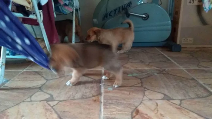 Cachorro ra a Viralata com chow_chow idade Abaixo de 2 meses nome Sem nomes