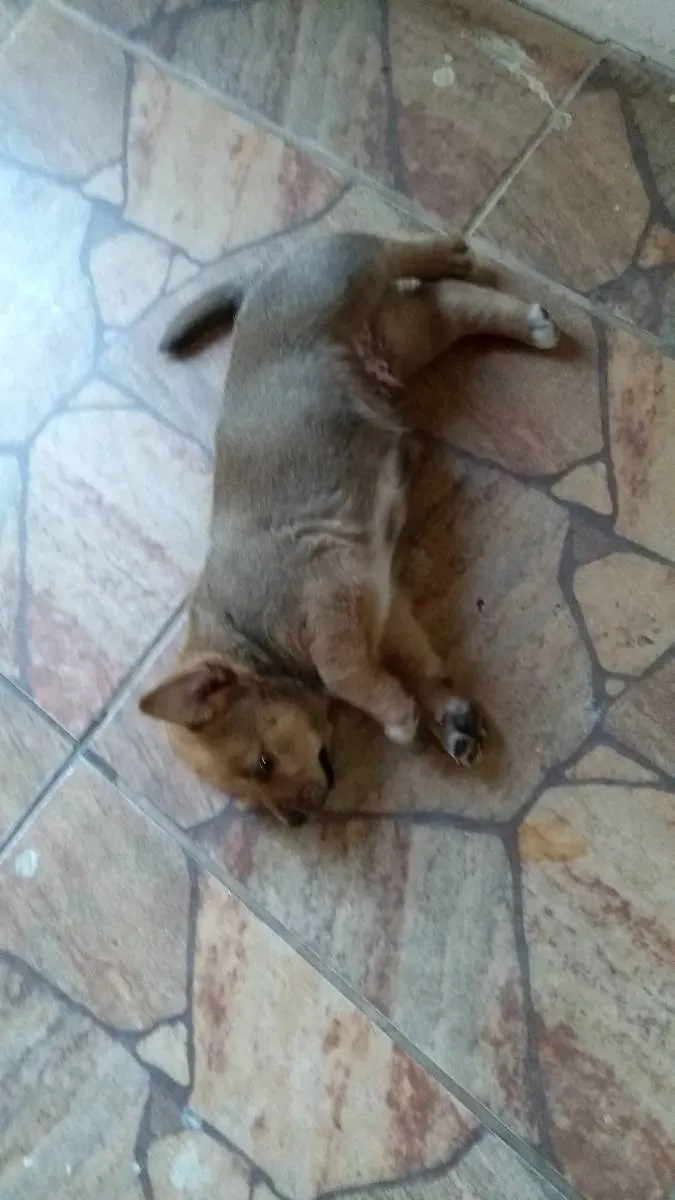 Cachorro ra a Viralata com chow_chow idade Abaixo de 2 meses nome Sem nomes