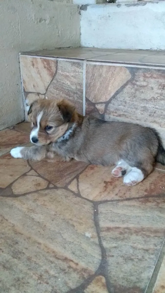 Cachorro ra a Viralata com chow_chow idade Abaixo de 2 meses nome Sem nomes