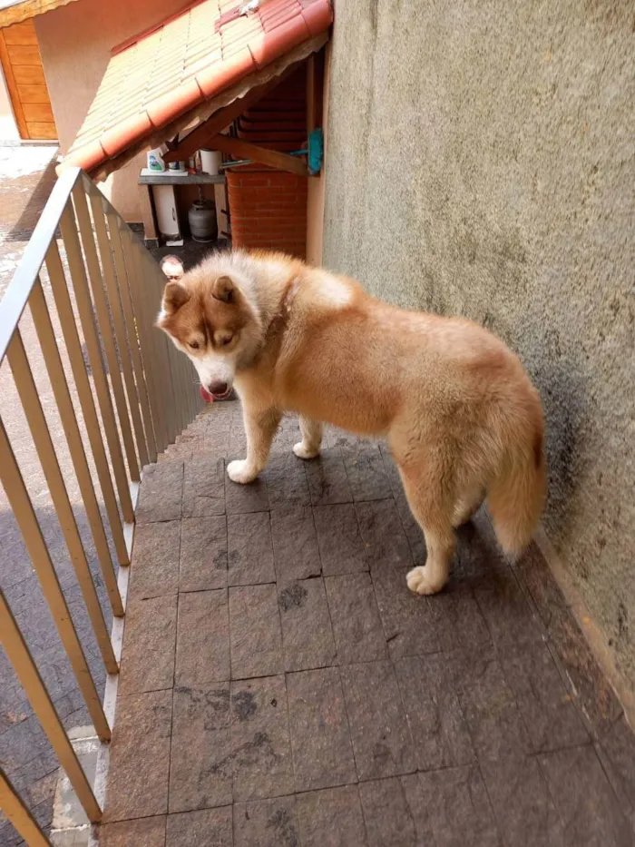 Cachorro ra a Husky idade 1 ano nome Husky