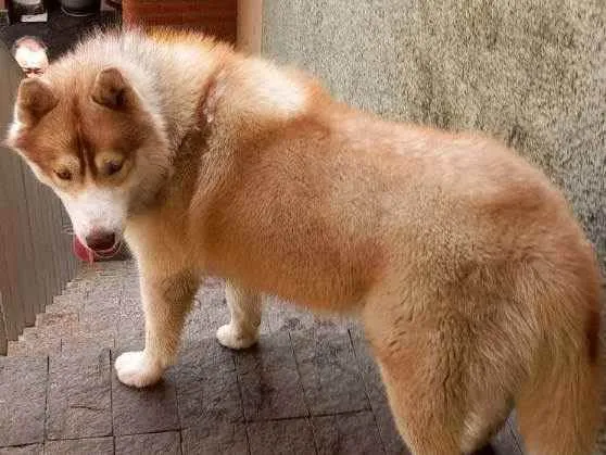 Cachorro ra a Husky idade 1 ano nome Husky