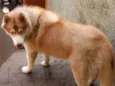 Husky