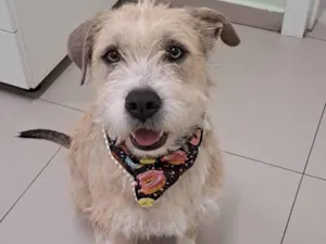 Cachorro raça Srd idade 1 ano nome Pérola 