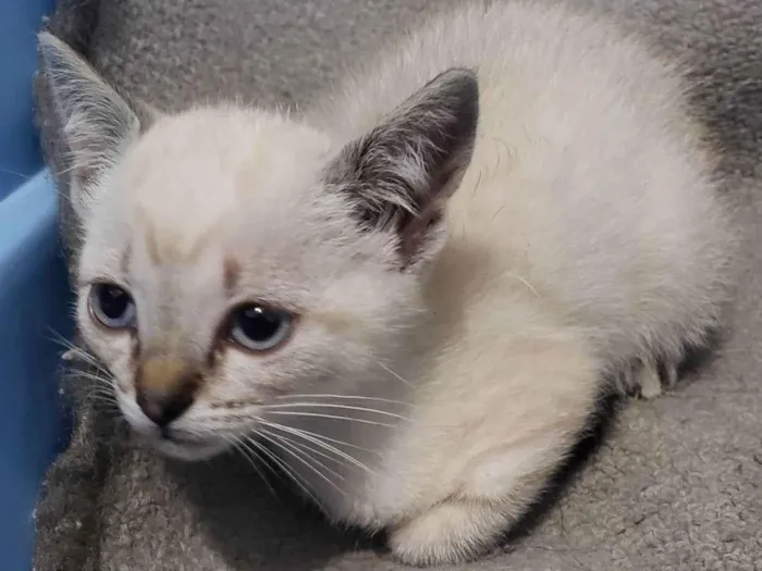 Gato raça Srd idade 2 a 6 meses nome MELANI