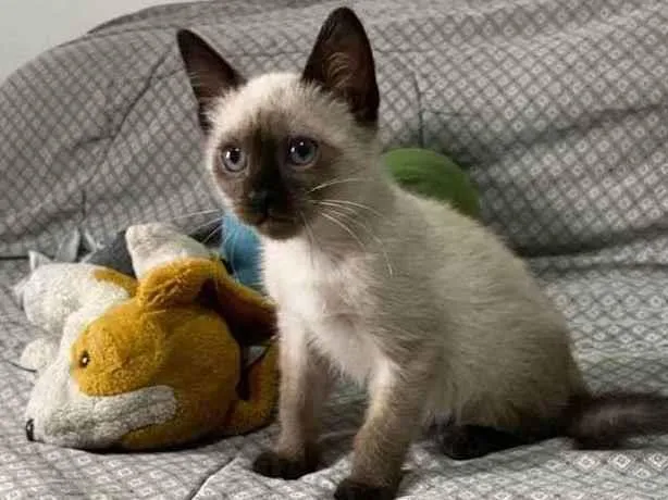 Gato raça srd idade Abaixo de 2 meses nome Querubim