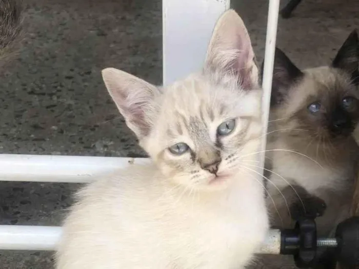 Gato raça srd idade Abaixo de 2 meses nome Nuka