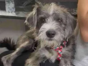 Cachorro raça Srd idade 7 a 11 meses nome Farofa