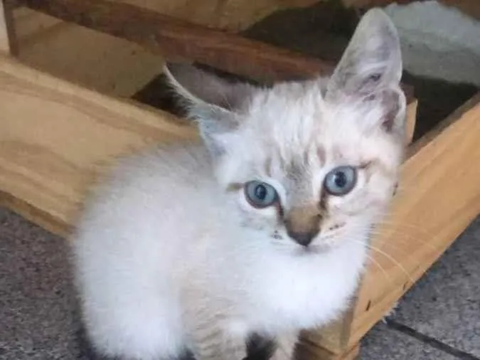 Gato raça srd idade Abaixo de 2 meses nome Zazu