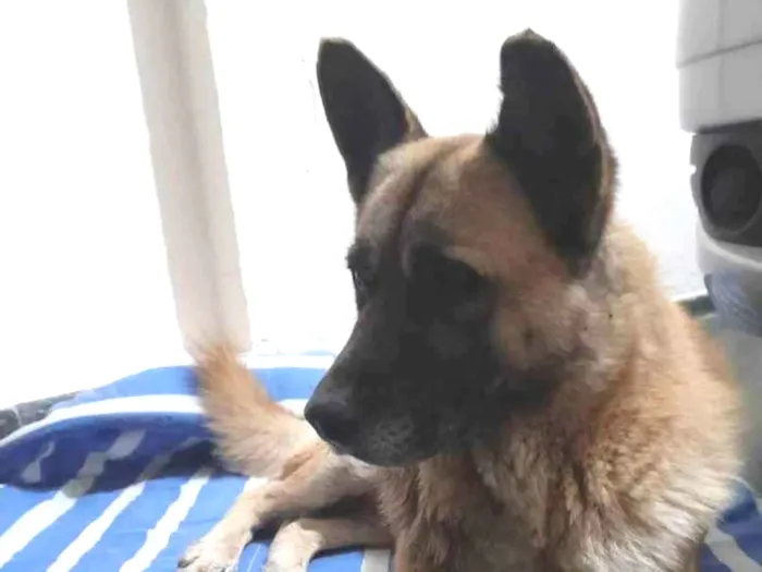 Cachorro ra a Pastor belga idade 3 anos nome Pastor
