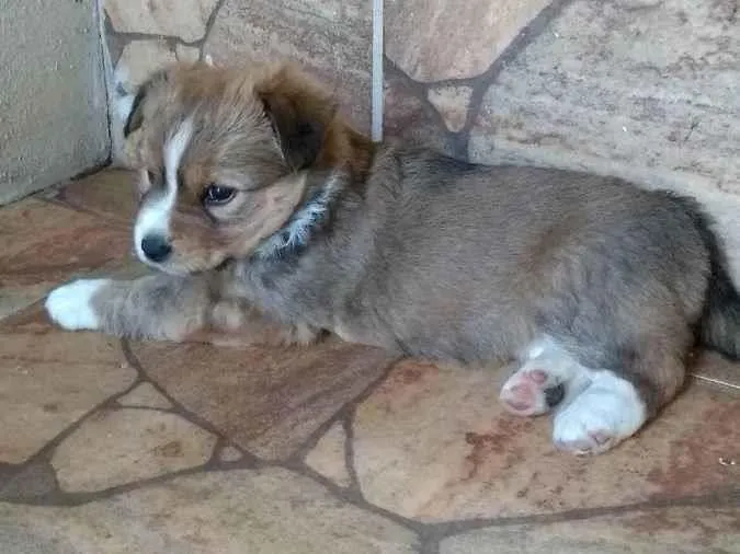 Cachorro ra a Viralata com chow_chow idade Abaixo de 2 meses nome Sem nomes