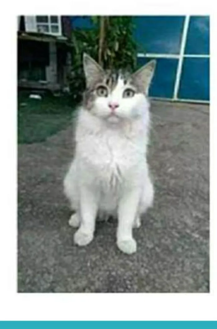 Gato ra a srd bicolor idade 1 ano nome FIONA