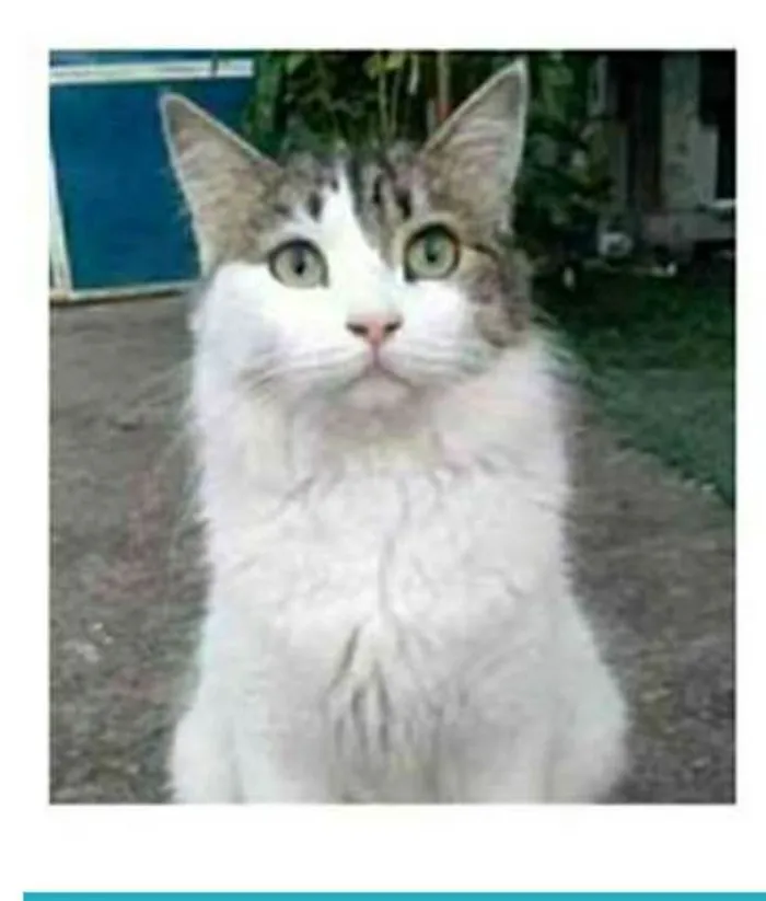 Gato ra a srd bicolor idade 1 ano nome FIONA