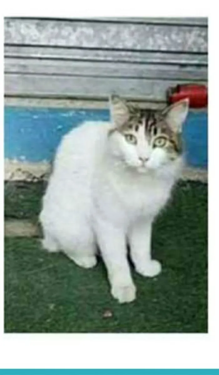 Gato ra a srd bicolor idade 1 ano nome FIONA
