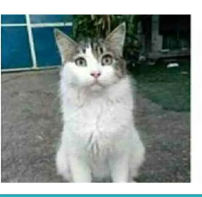 Gato ra a srd bicolor idade 1 ano nome FIONA