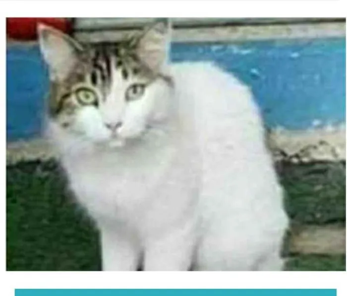 Gato ra a srd bicolor idade 1 ano nome FIONA