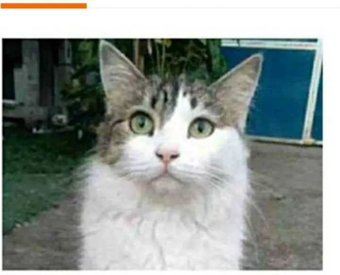 Gato ra a srd bicolor idade 1 ano nome FIONA