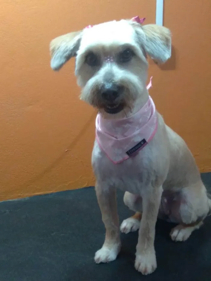 Cachorro raça Vira lata idade 3 anos nome Pipoca