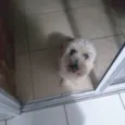Pipoca