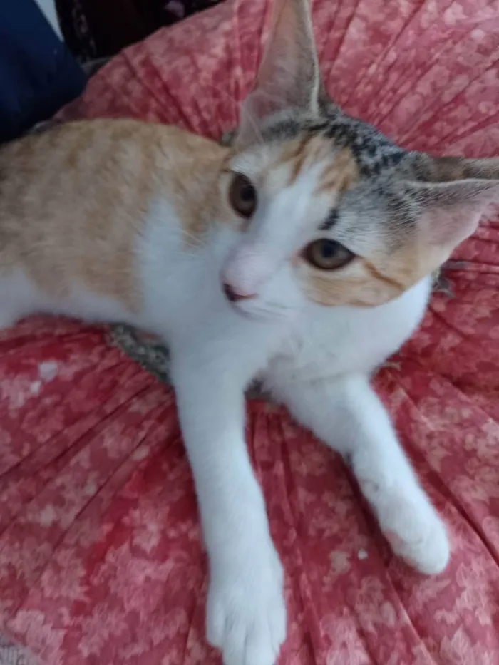 Gato raça Srd idade 2 a 6 meses nome Catarina 
