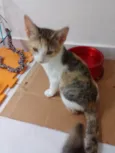 Catarina 