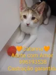 Catarina 