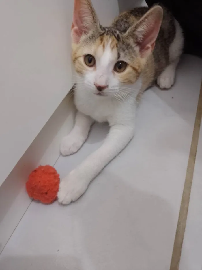 Gato raça Srd idade 2 a 6 meses nome Catarina 