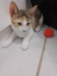 Catarina 
