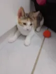 Catarina 