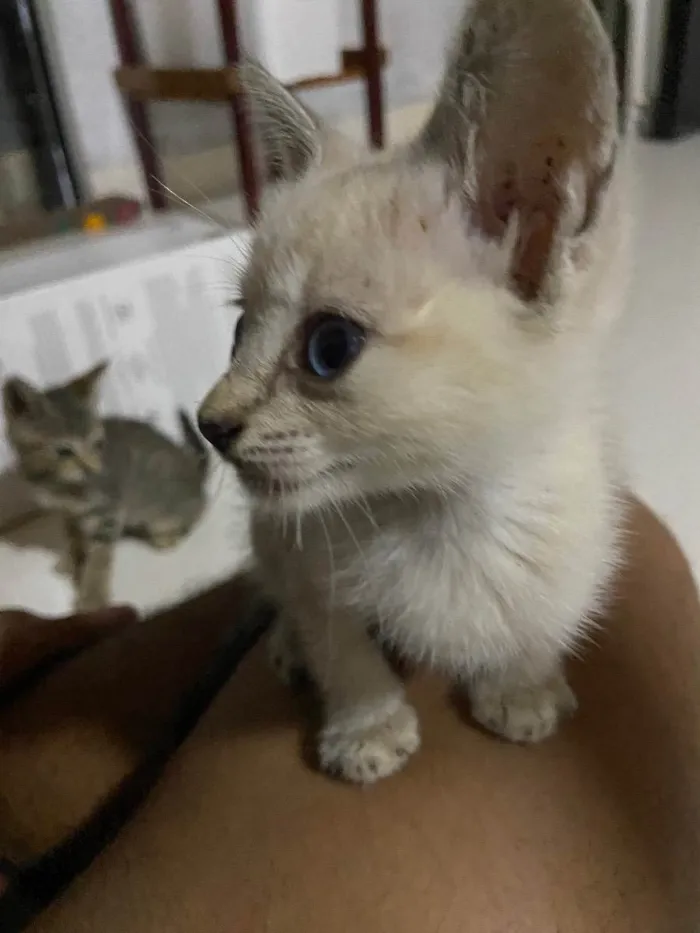 Gato ra a Vira-lata idade Abaixo de 2 meses nome Ninhada de 3 gatinho