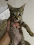 Ninhada de 3 gatinho