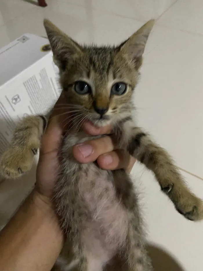 Gato ra a Vira-lata idade Abaixo de 2 meses nome Ninhada de 3 gatinho