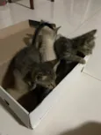 Ninhada de 3 gatinho