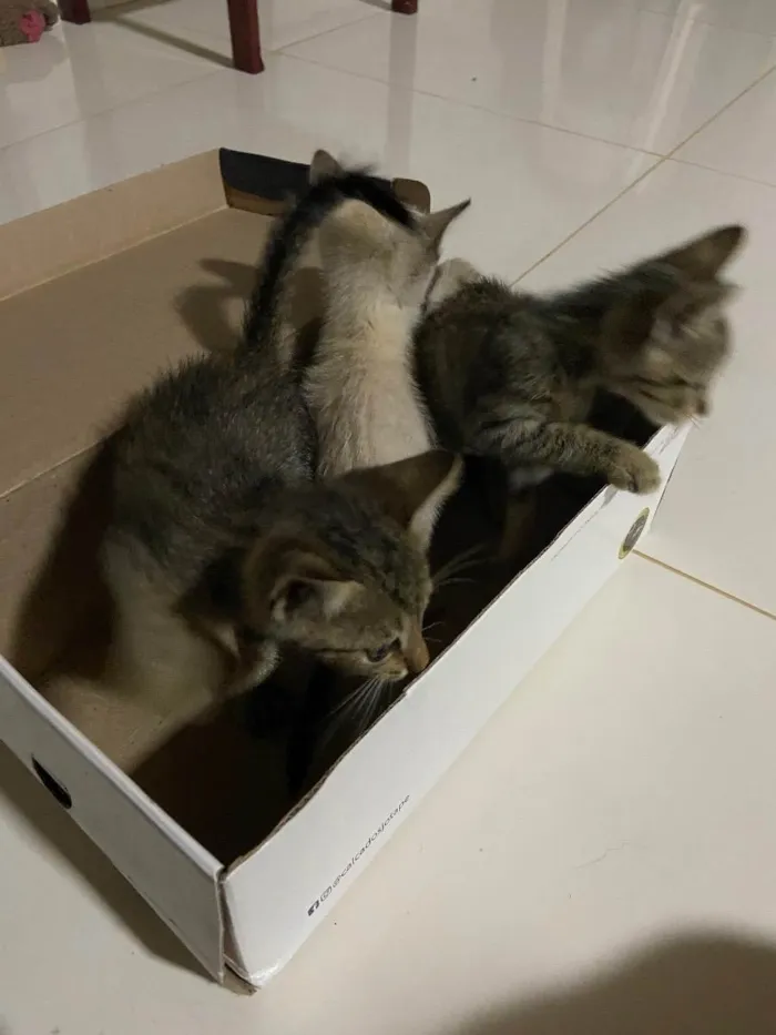 Gato ra a Vira-lata idade Abaixo de 2 meses nome Ninhada de 3 gatinho