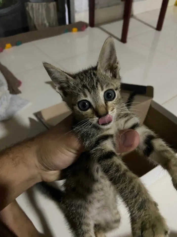 Gato ra a Vira-lata idade Abaixo de 2 meses nome Ninhada de 3 gatinho