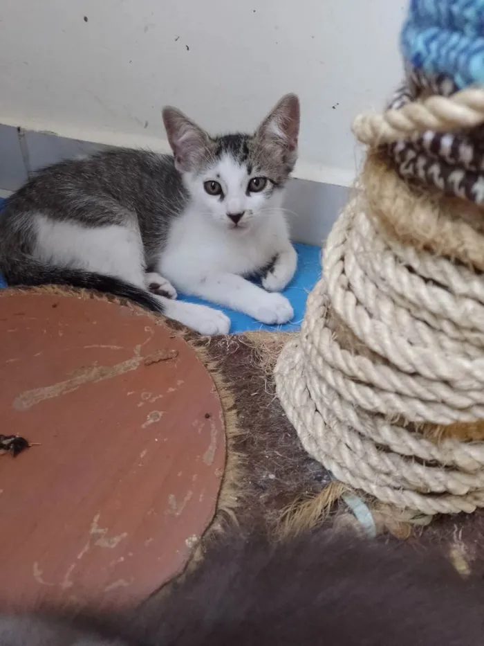Gato raça Srd idade 2 a 6 meses nome Riquinho