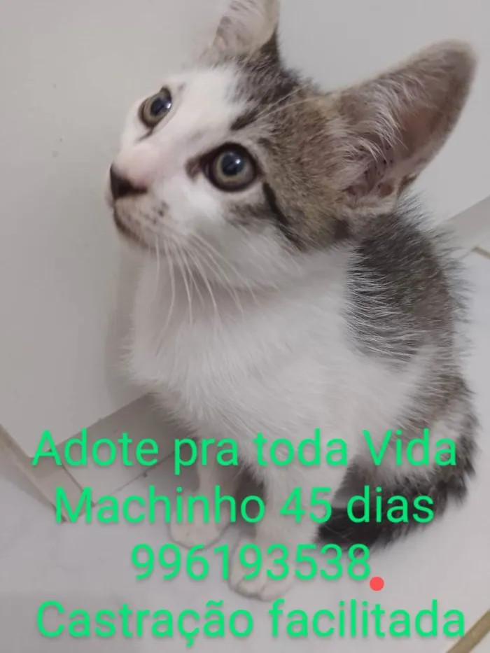 Gato raça Srd idade 2 a 6 meses nome Riquinho