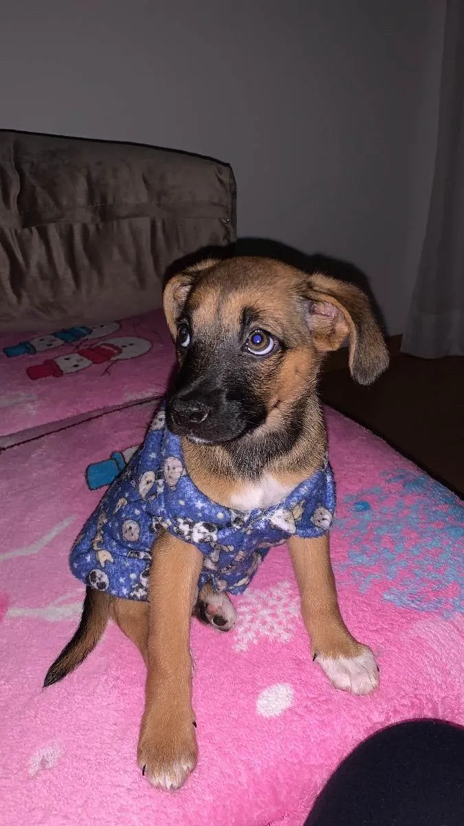 Cachorro raça sem raça definida  idade 2 a 6 meses nome Chlöe 