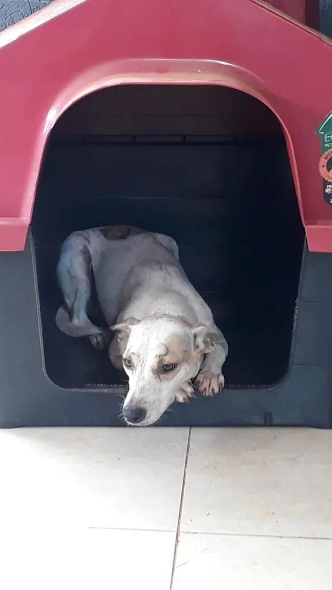 Cachorro ra a Sem Raca definida idade 1 ano nome Paçoca