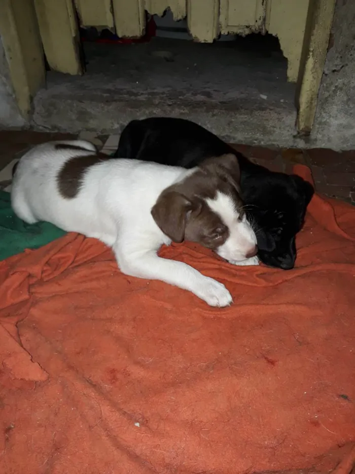 Cachorro raça Mestiço  idade Abaixo de 2 meses nome Sem nome