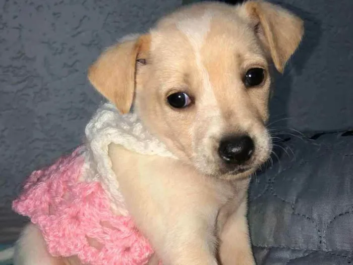 Cachorro raça Srd idade Abaixo de 2 meses nome Safira