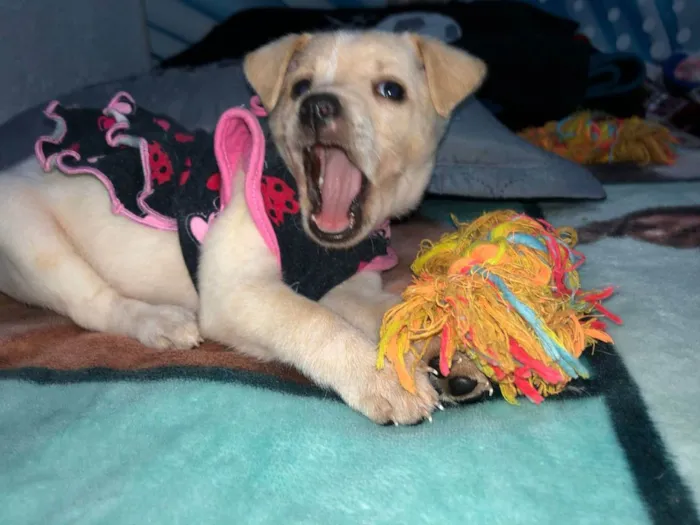 Cachorro raça Srd idade Abaixo de 2 meses nome Safira