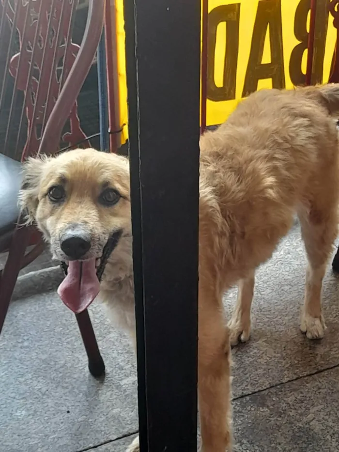 Cachorro ra a Vira lata idade 2 anos nome Bug