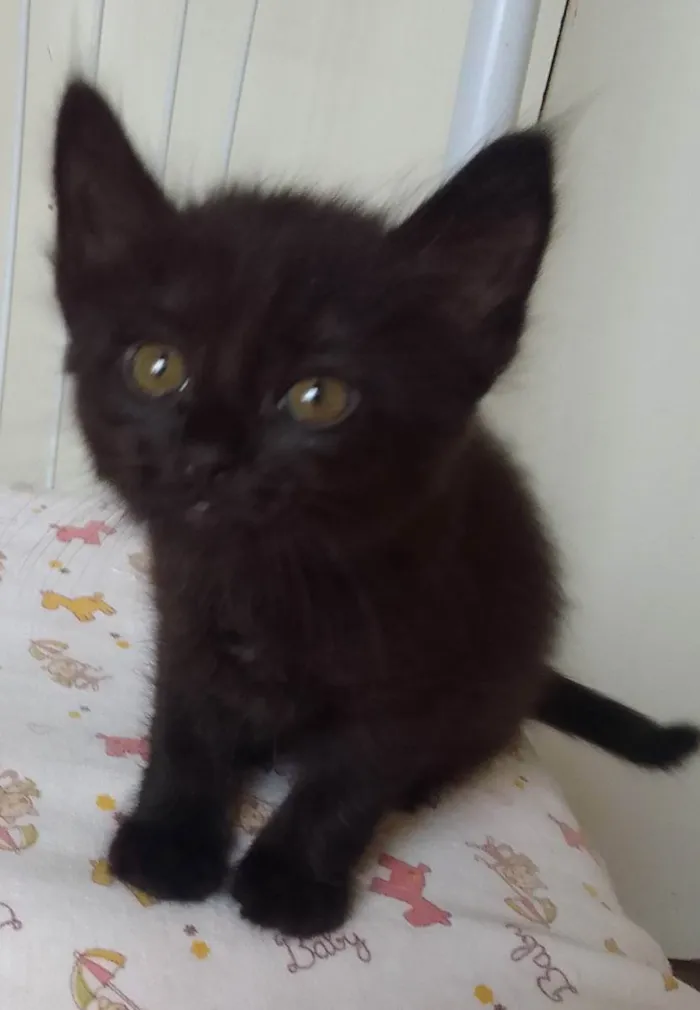 Gato ra a SRD idade Abaixo de 2 meses nome Bebês 