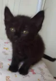 Bebês