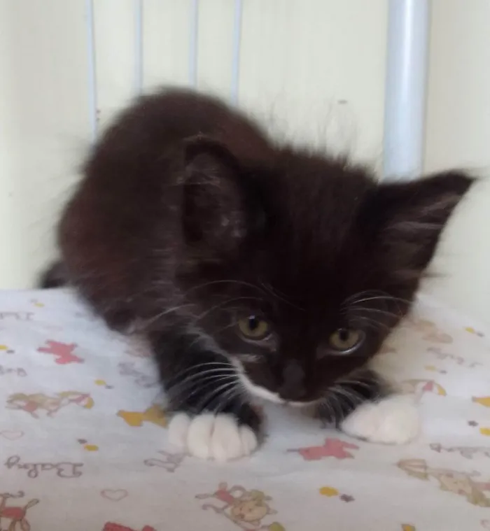 Gato ra a SRD idade Abaixo de 2 meses nome Bebês 
