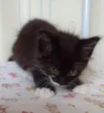 Bebês
