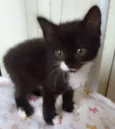 Bebês